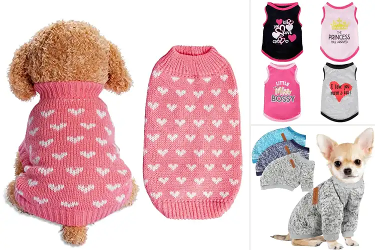 Detailed view of Best Small Dog Clothes